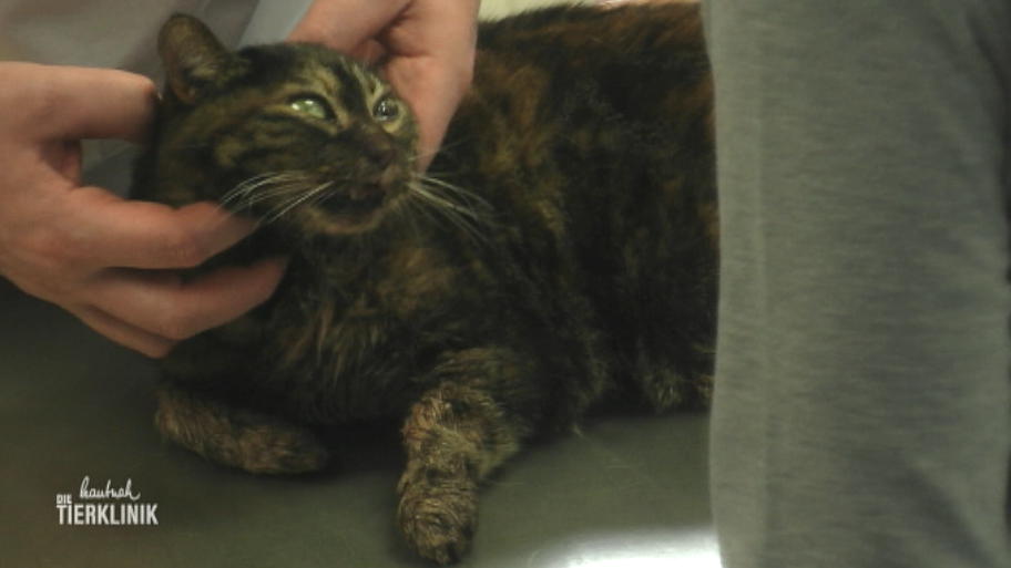 Katze Charlotte hatte einen Autounfall
