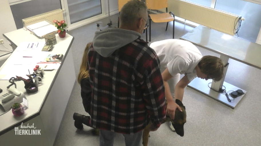 Mischling Taylor muss schnell untersucht werden