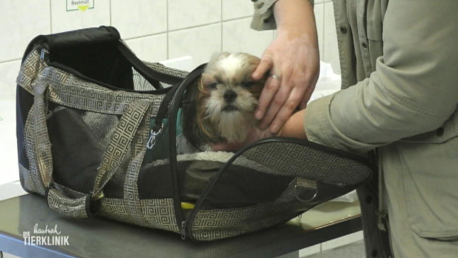 Der Shi Tzu hat noch mal Glück gehabt