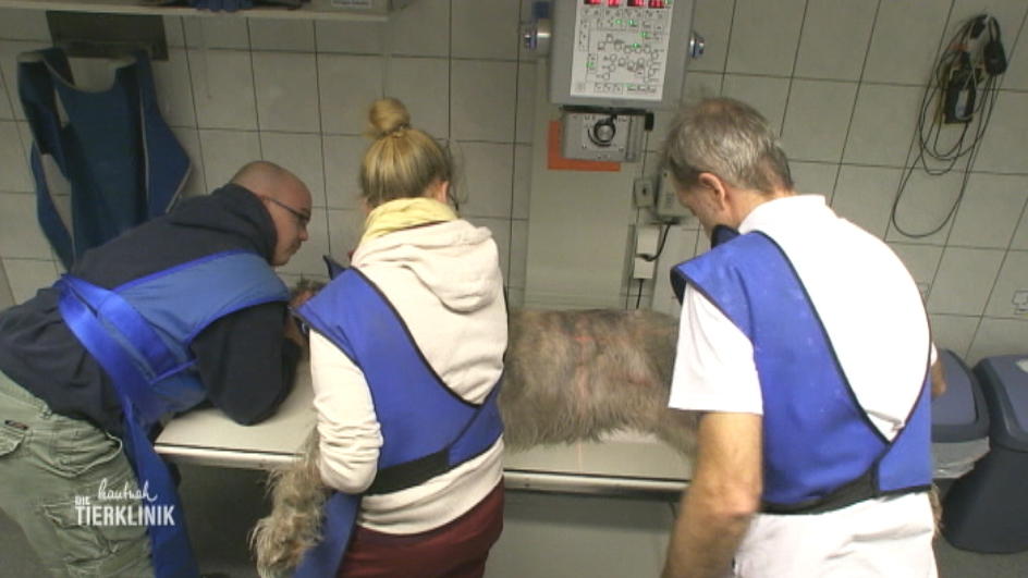 Wolfshündin Erna muss geröngt werden