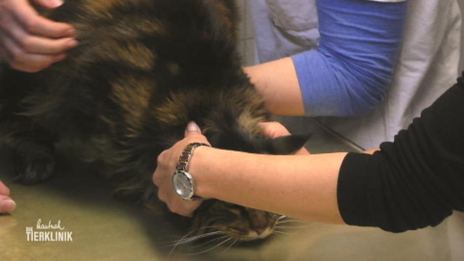 Maine Coon Kater Smoky muss Blut lassen