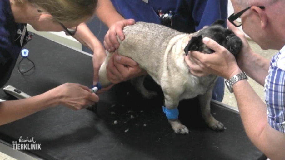 Mops Lucy hat einen Knoten am Gesäuge