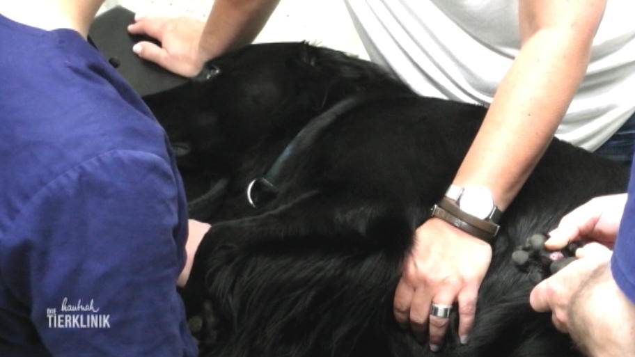 Retriever Ike hat Schmerzen an der Pfote