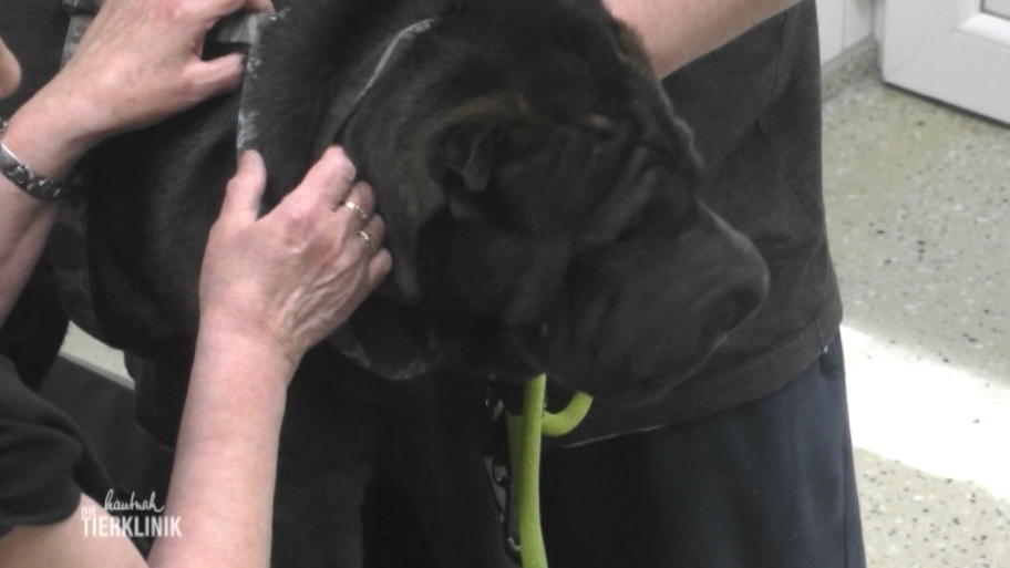 Shar Pei Cheng wurde gebissen