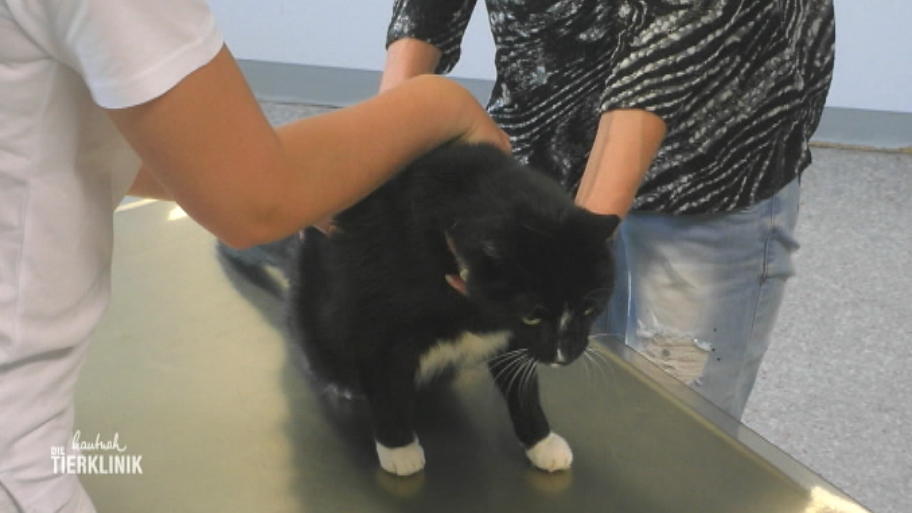 Kater Max hat keine Lust auf die Untersuchung