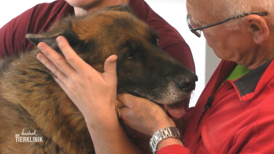 Schäferhund Jeffe leidet unter Atemnot