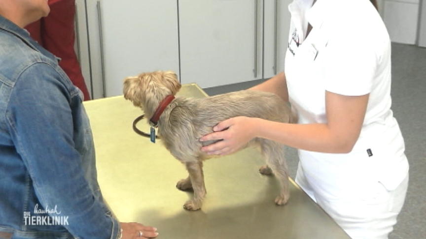 Hat die Terrierhündin einen Tumor?