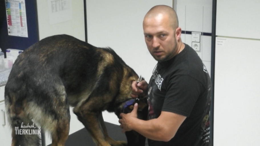 Polizeihund Dexter hat eine entzündete Rute