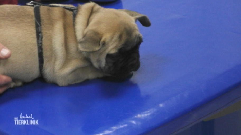 Bulldogge Pepe muss geimpft werden