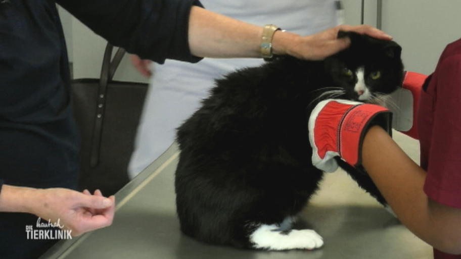 Katharina Rempel wirft einen Blick auf Kater Moritz