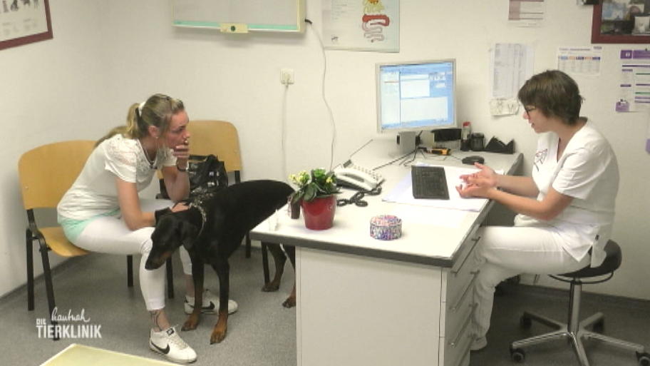 Notfall: Fremdkörperalarm in der Tierklinik