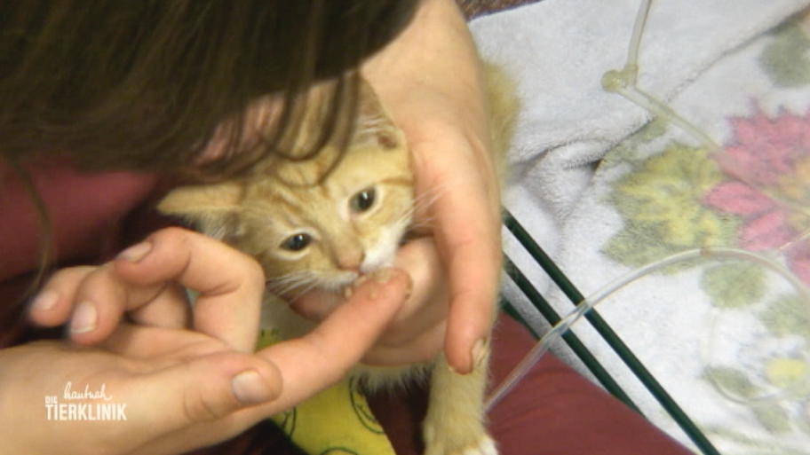 Katzenbaby Harry ist dehydriert