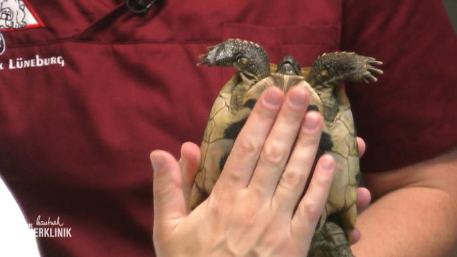 Schildkröte Rosie muss untersucht werden