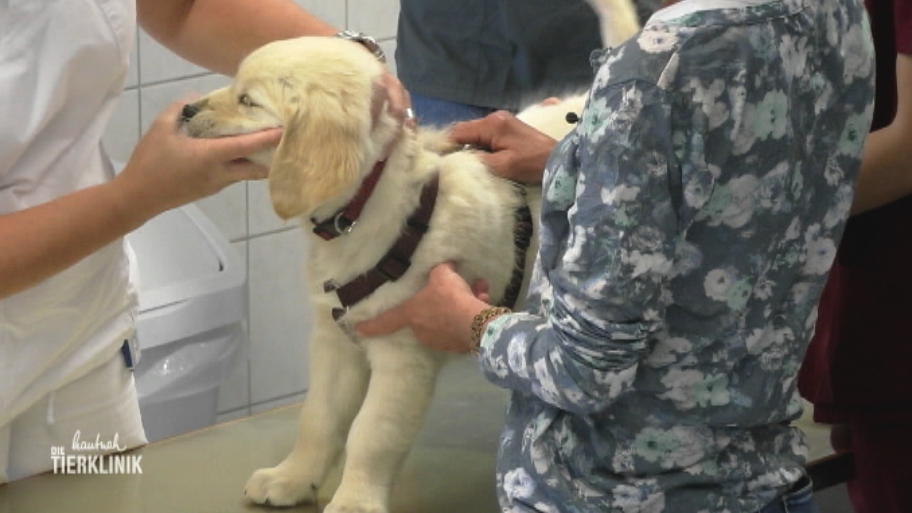 Golden Retriever Welpe würgt und keucht