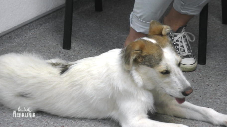 Terrier Mischling Macey braucht eine künstliche Hüfte