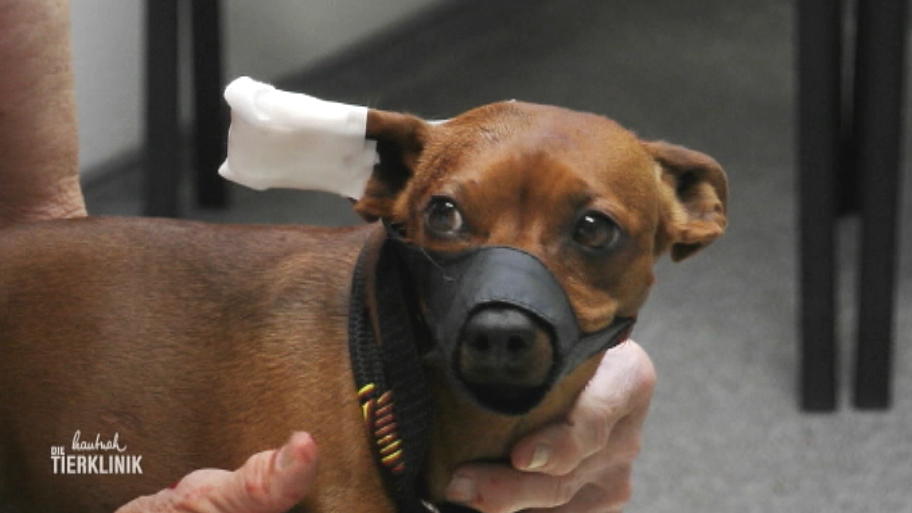 Zwergpinscher Davidoff wurde gebissen