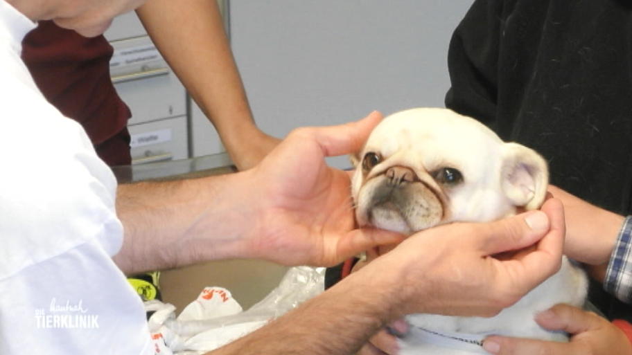 Mops-Dame Bonita bekommt kaum Luft