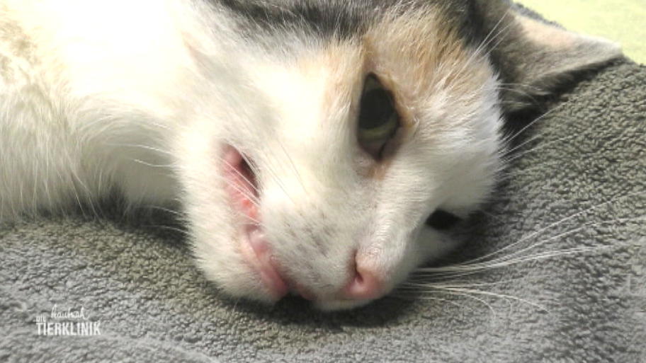 Katze Fleckchen ist einfach nicht mehr die Alte