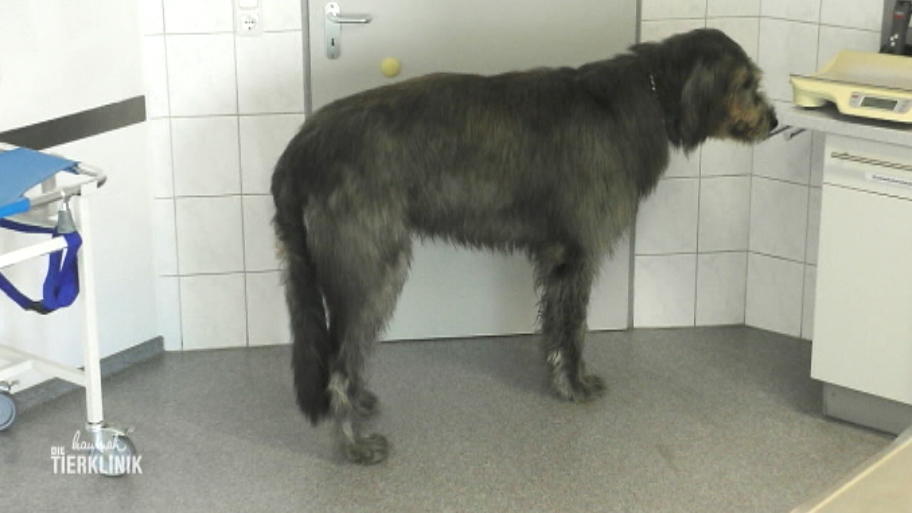 Hat Wolfshund Quin einen Tumor im Bein?