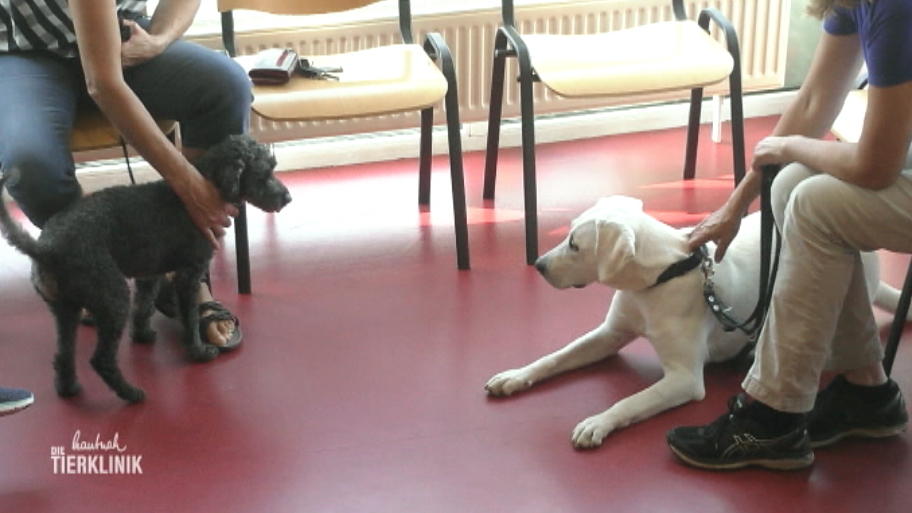 Nierenwerte der Labrador-Dame geben Anlass zur Sorge