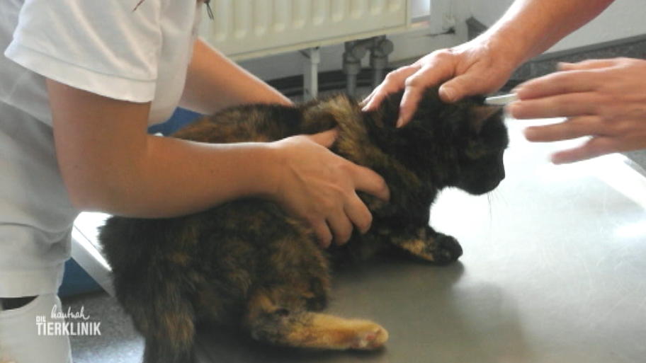 Katze Frieda hatte eine turbulente Nacht