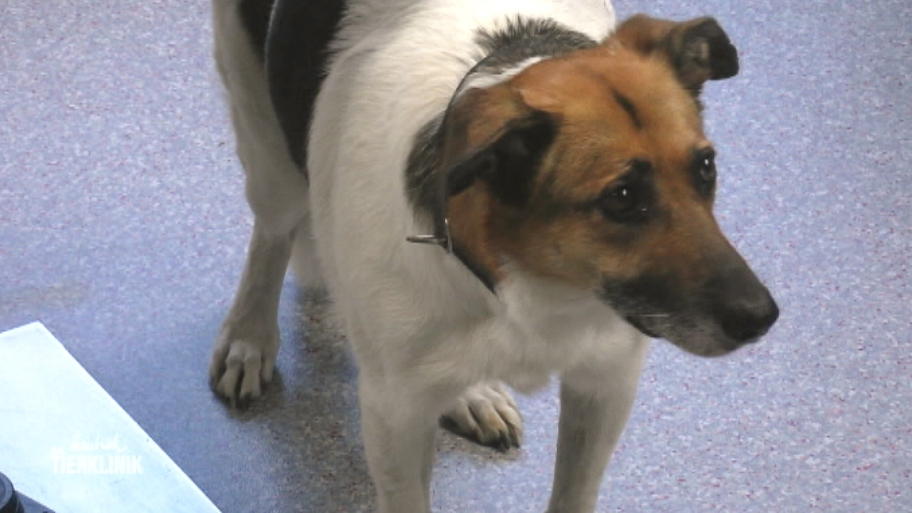 Warum kann Laika kaum noch laufen?
