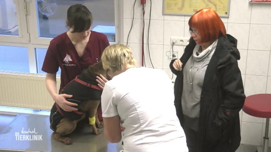 Leidet die Shar-Pei Schnucki nur unter einer Erkältung?