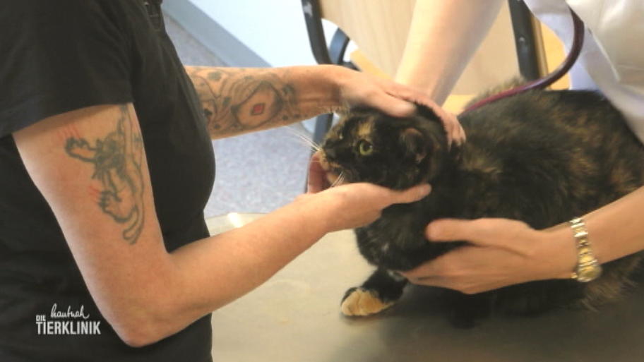 Katze Kalinka leidet unter allergischen Reaktionen
