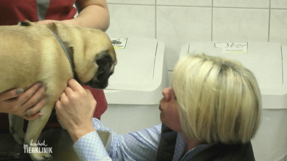 Der Mops muss durch viele Untersuchungen