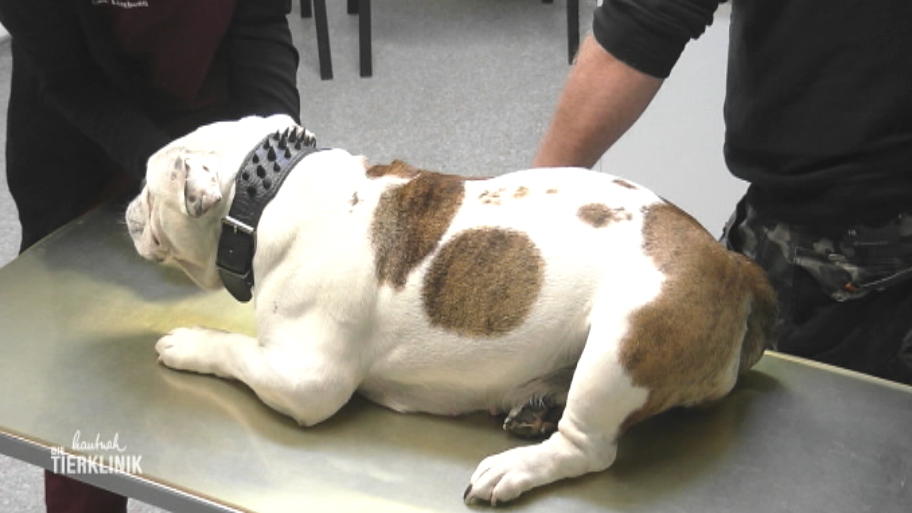 Bulldogge Shira kann sich kaum noch fortbewegen