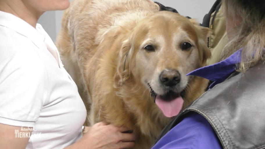 Retriever Kody bringt jetzt 42 Kilo auf die Waage