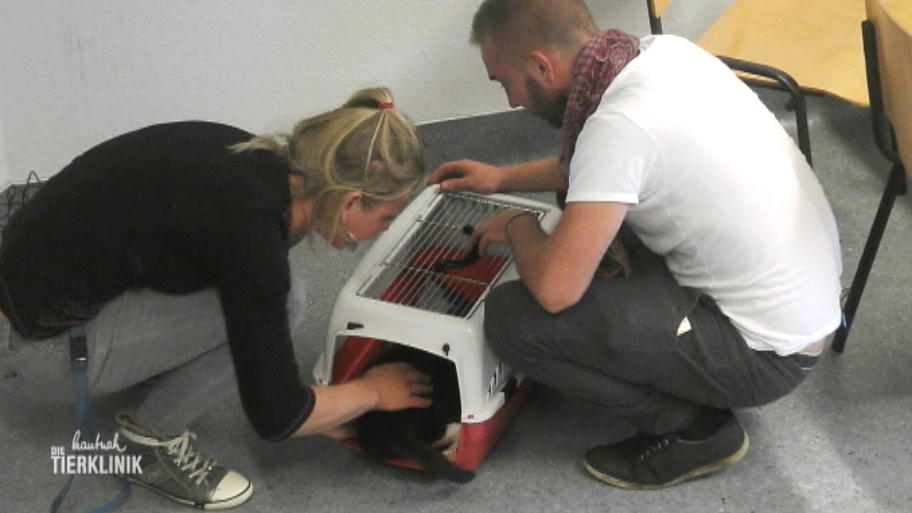 Katze Susi kann ihre Hinterbeine nicht mehr bewegen