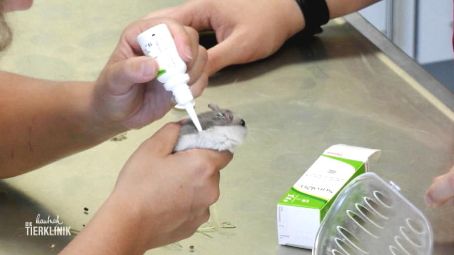 Die Verletzung macht Herrchen schwer zu schaffen