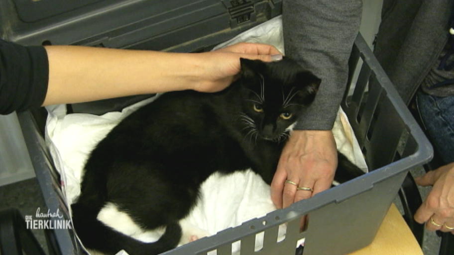 Katzenbaby wurde durch Stacheldraht verletzt