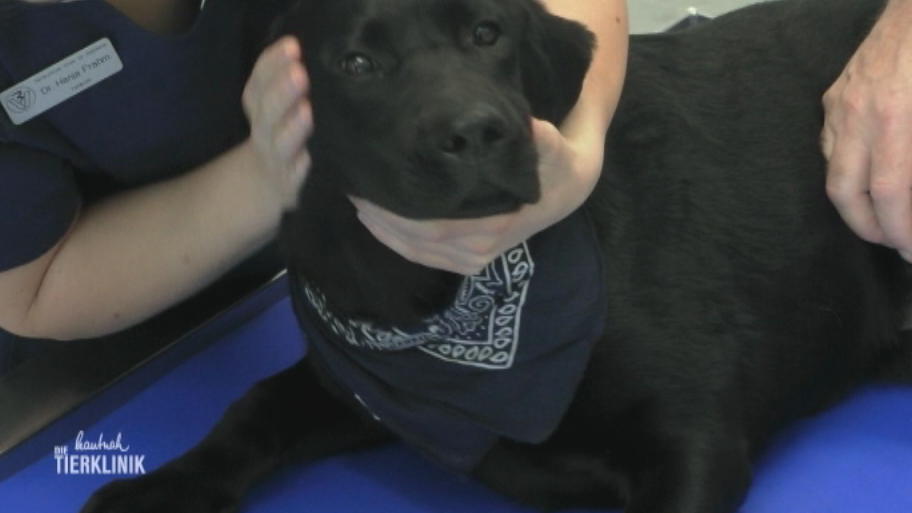 Wie schwer ist Labrador Haggis verletzt?
