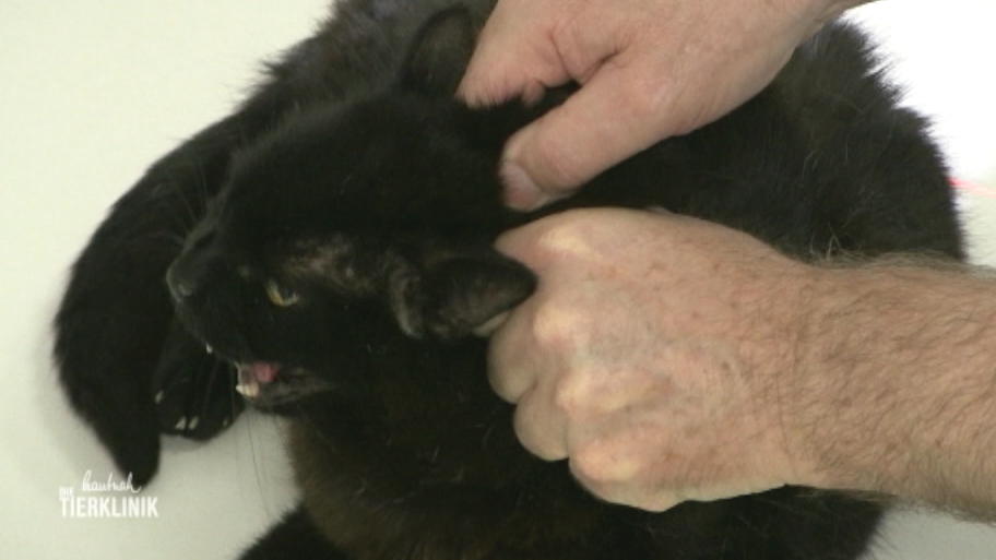 Wurde Kater Tommy von einem Auto angefahren?
