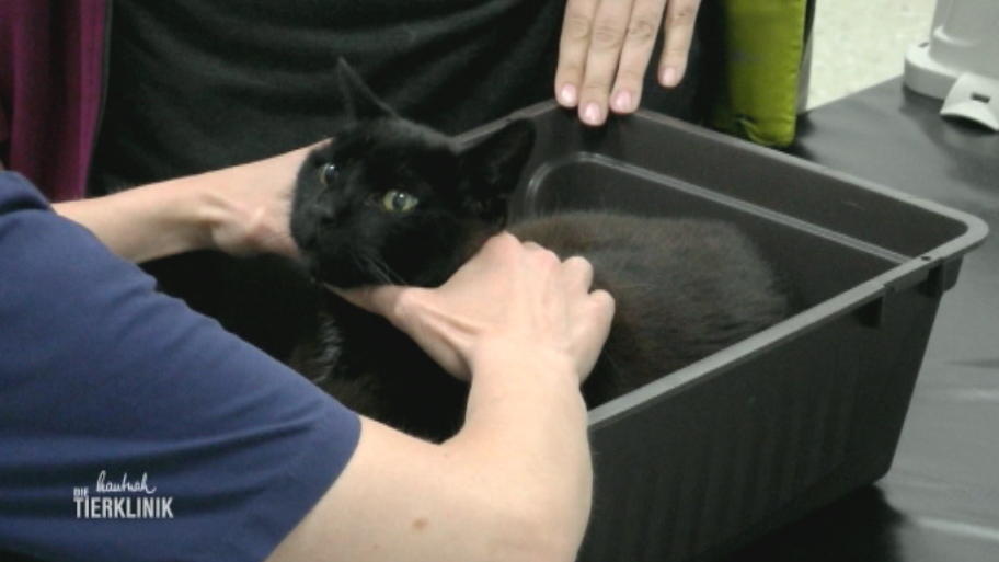 Hauskater Tigger fährt die Krallen aus