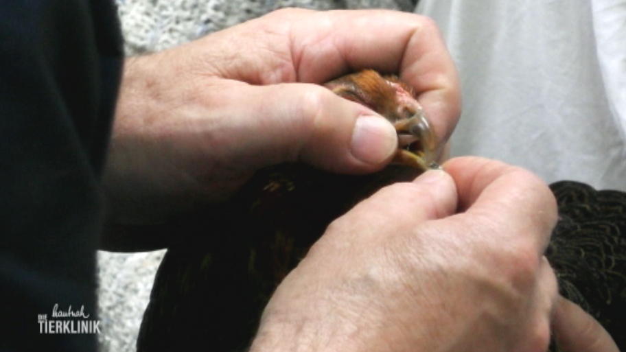 Zwerghuhn Lisbeth kommt in die Tierklinik