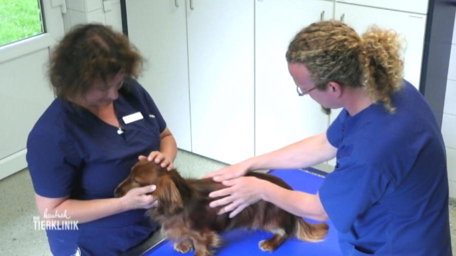 Tierärztin Bourvé möchte ihre Hunde impfen lassen