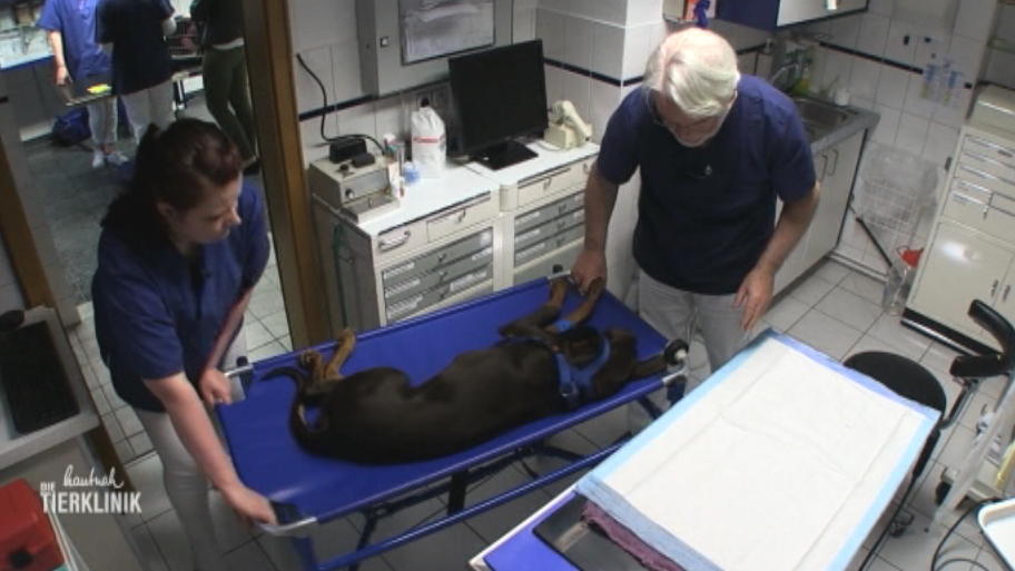 Dobermann Wendy hat Zahnprobleme