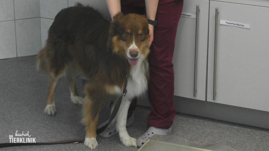 Was fehlt dem hübschen Australian Shepherd?