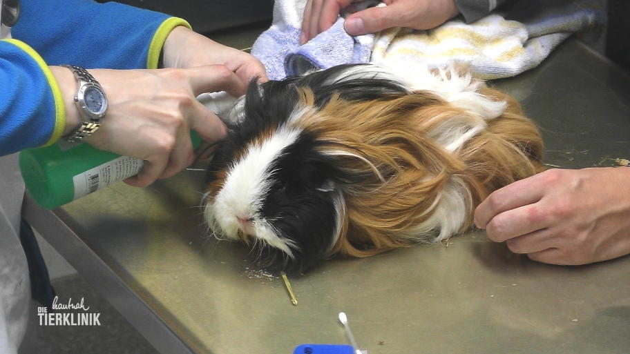 Die nächsten Patienten sind zwei Meerschweinchen