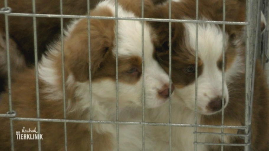 Erstuntersuchung für Australian Shepherd Welpen