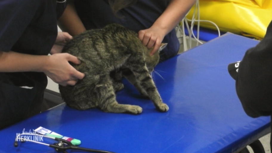 Kater Max ist schlapp und frisst nicht mehr