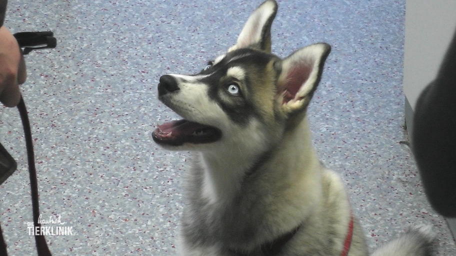 Husky Welpe Skyla ist super süß