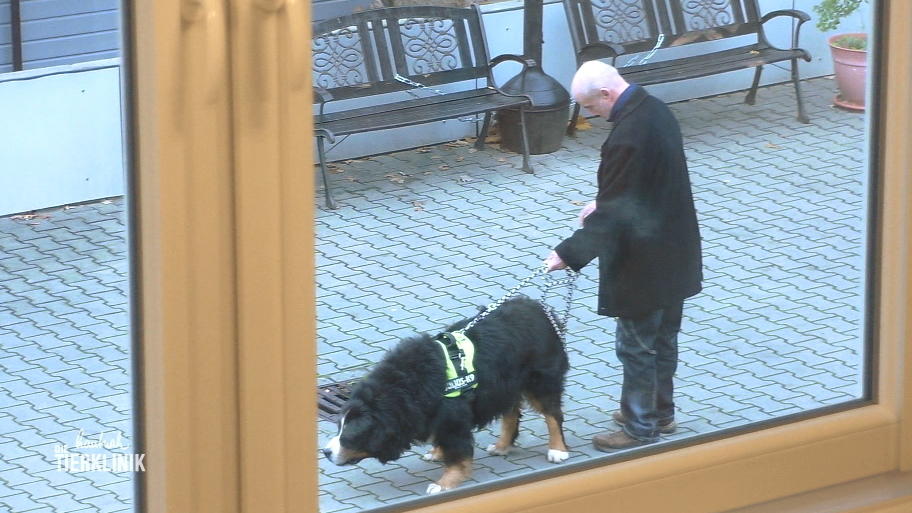 Der Berner Sennenhund ist schlimm gestürzt