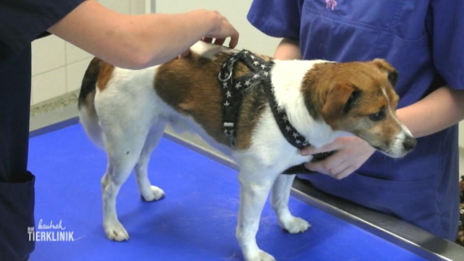 Jackrussel Ali hat Rückenprobleme