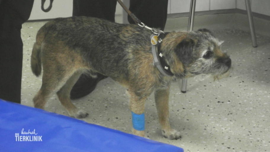 Was stimmt nicht mit Border-Terrier Bastian?