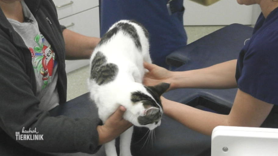 Katze Lisa hat Herzprobleme