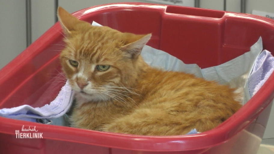 Kater Kleiner Mann wurde vom Auto angefahren